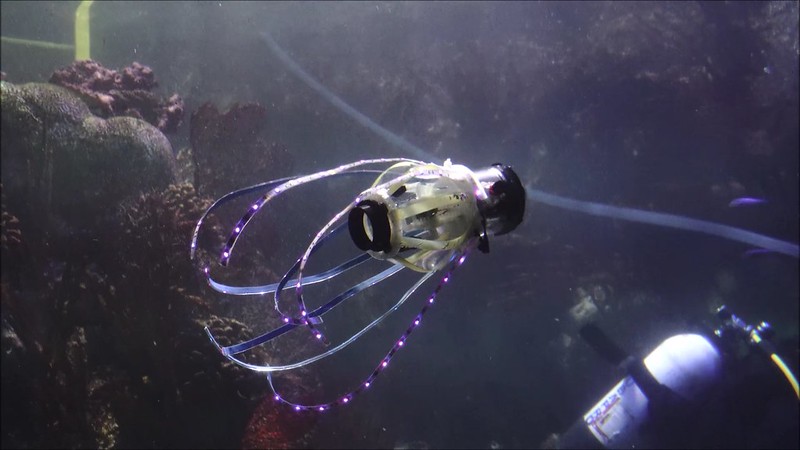 Squid-like robot swims through a tank