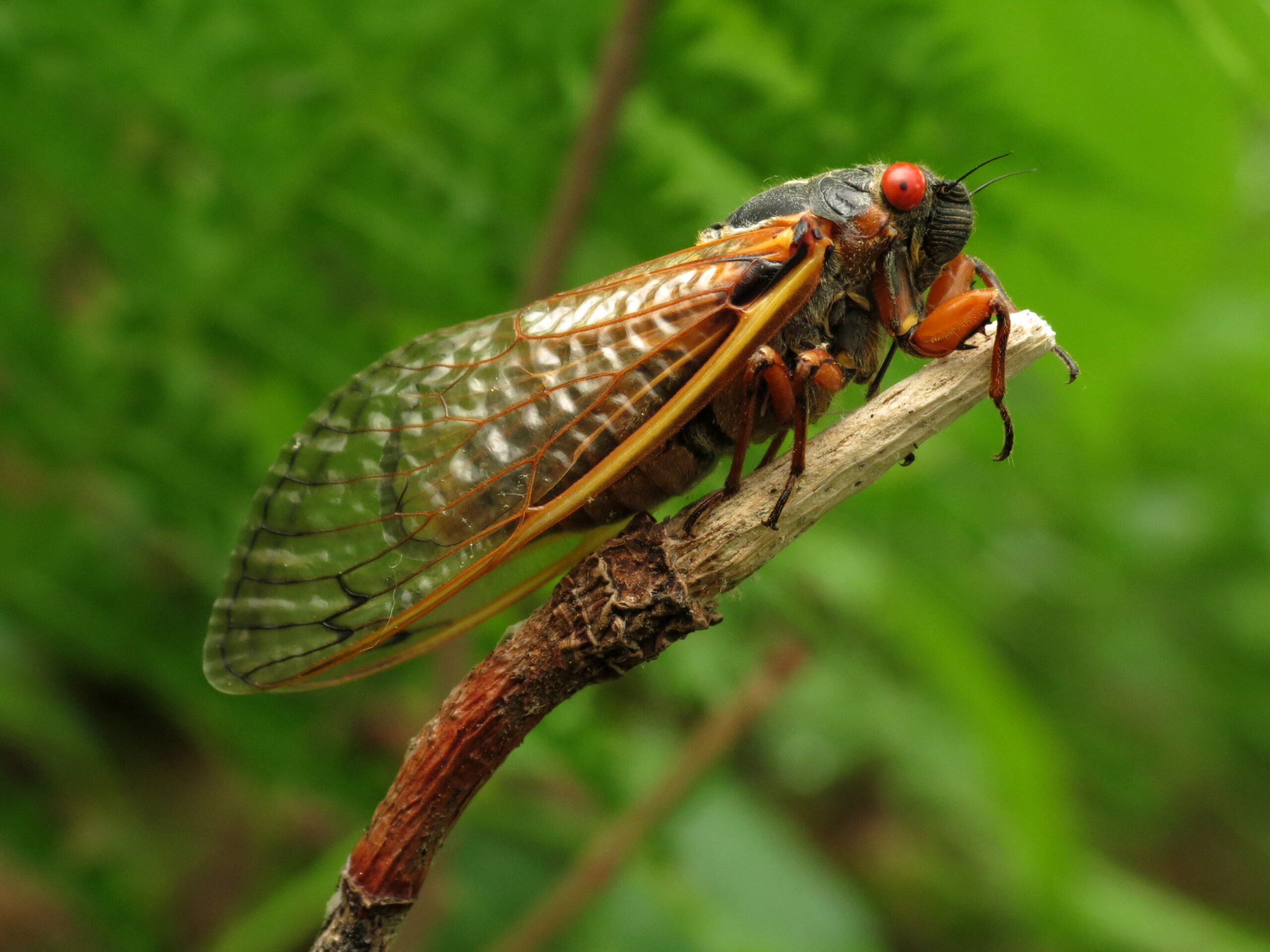 A black cicada with bulging red eyes and translucent amber wings perches on a twig against a leafy green background.