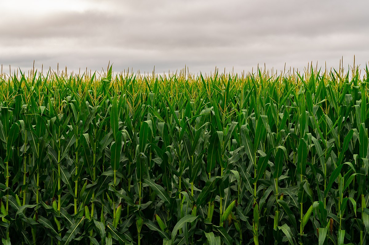 A green field of monoculture corn almost looks like a solid wall beneath a cloudy, grey sky.