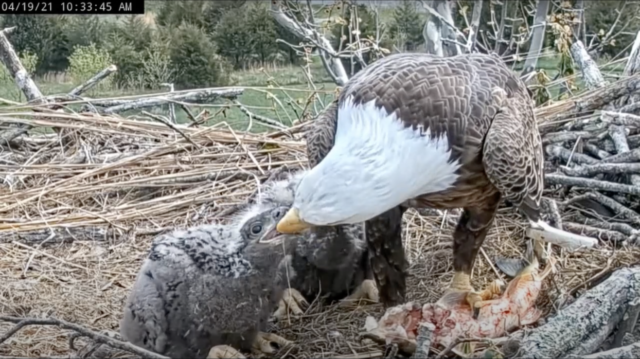 An adult bald eagle feeds two small eaglets in a nest