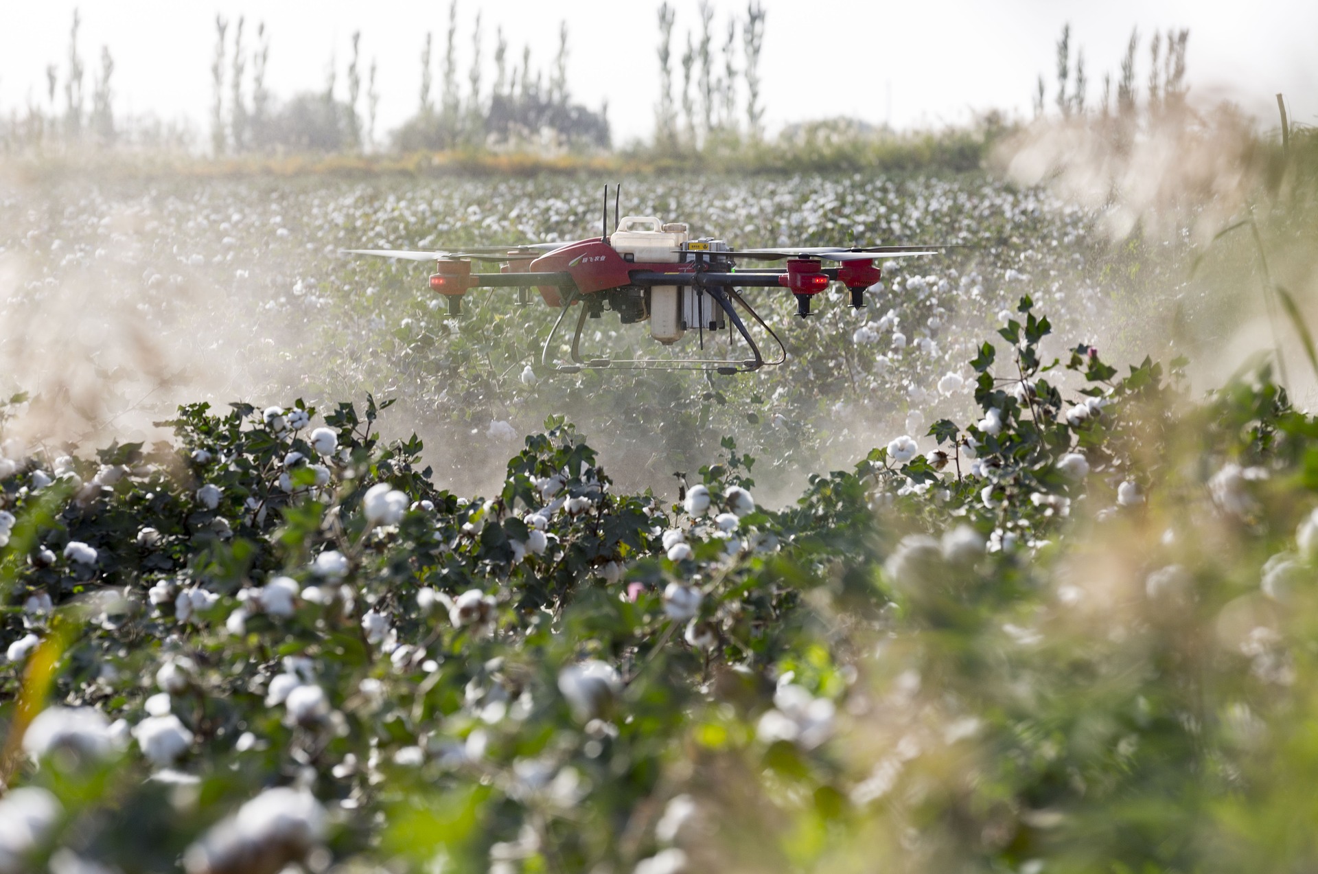 A red and black, 4-propeller drone hovers a few feet above green cotton plants in a field, emitting a fine white mist of pesticides.