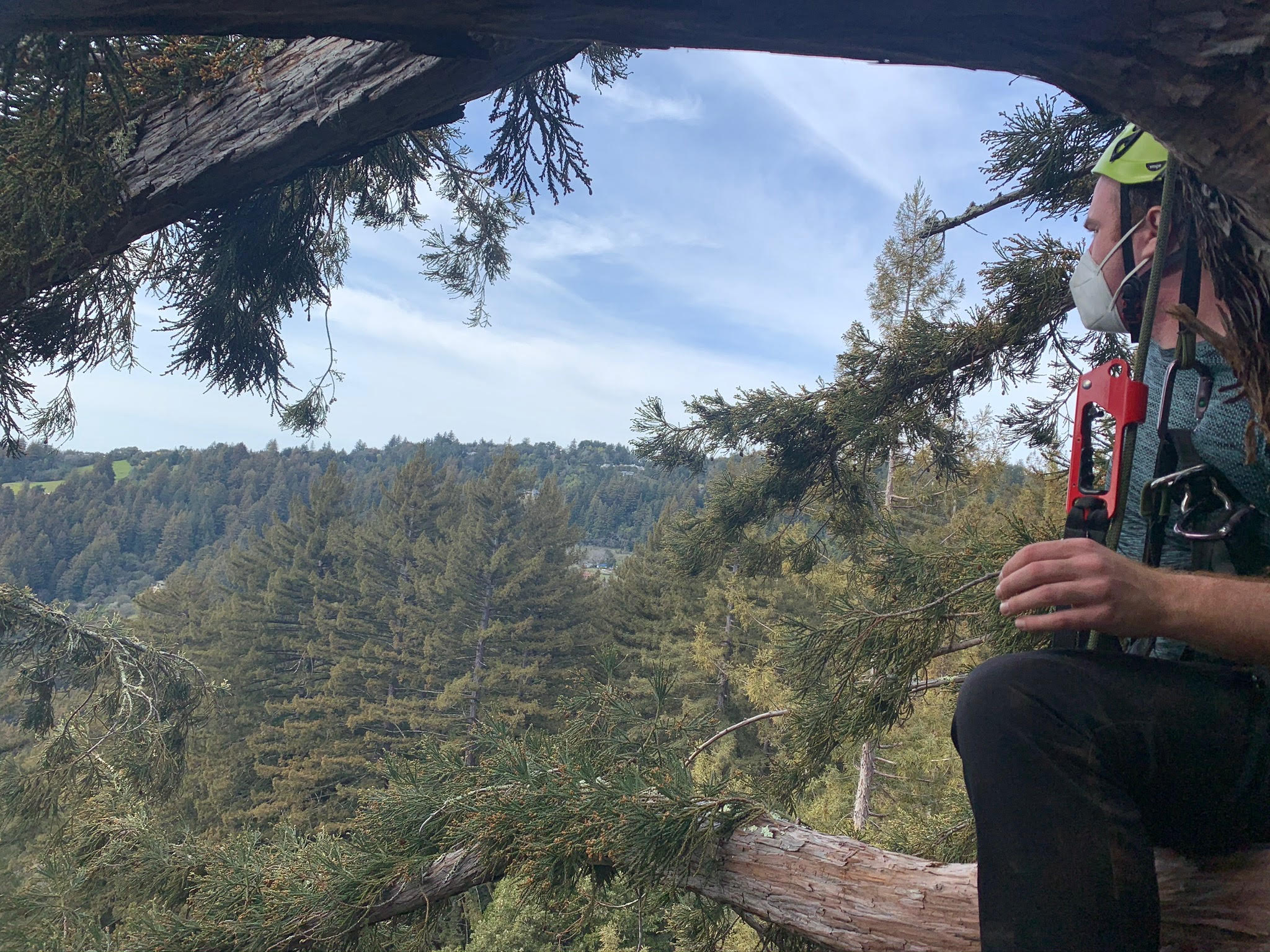 A tree climber student looks out in from high up in an old-growth redwood tree.