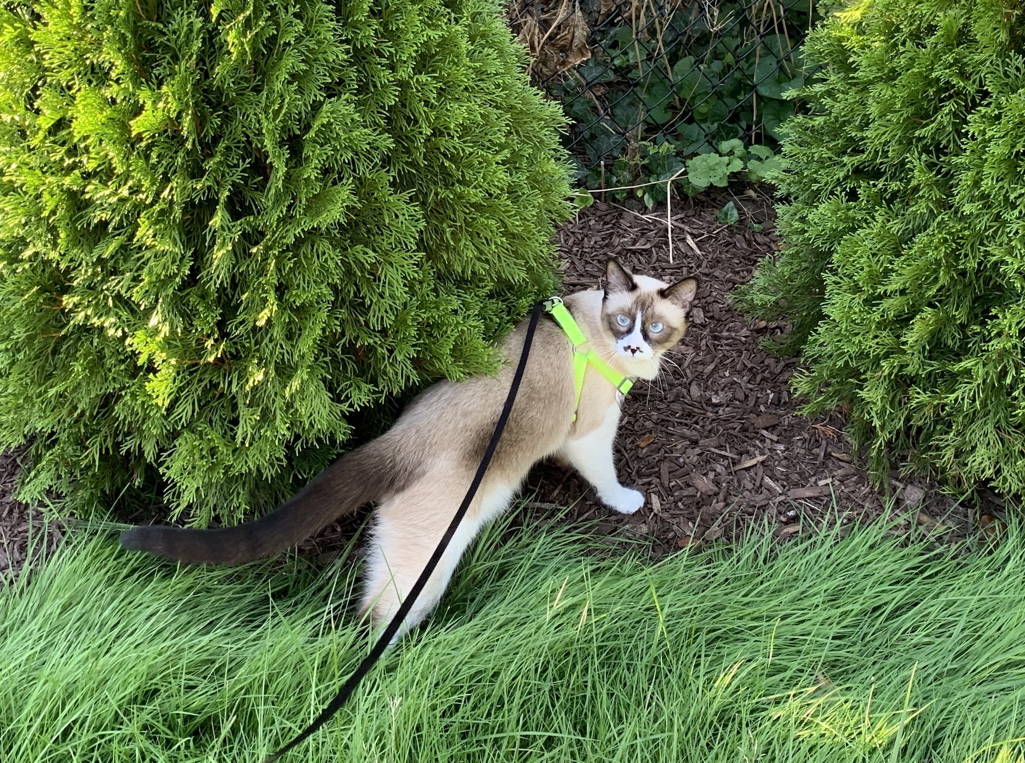 A very cute cat walks outside among bushes and grass. He is wearing a harness and leash, and looking back over his shoulder.