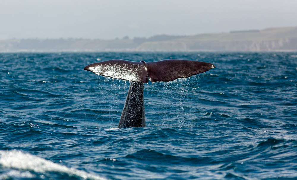 A whale swimming in the blue ocean with its T shaped tale sticking out of water