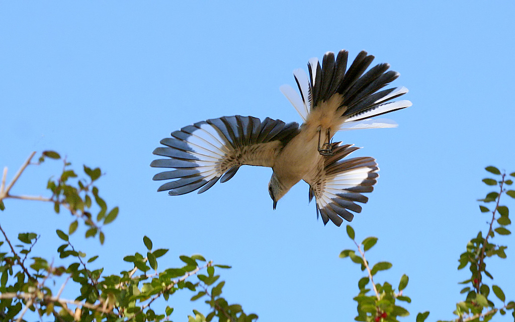 mockingbird in flight