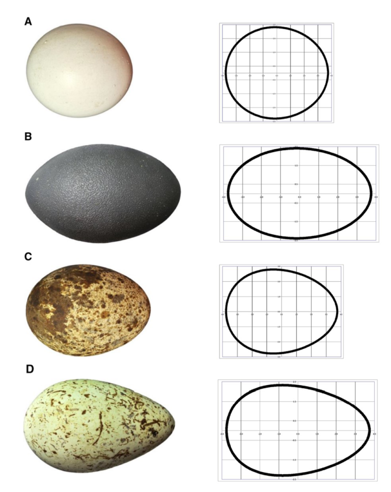 A New Equation Can Describe Every Egg - Scienceline