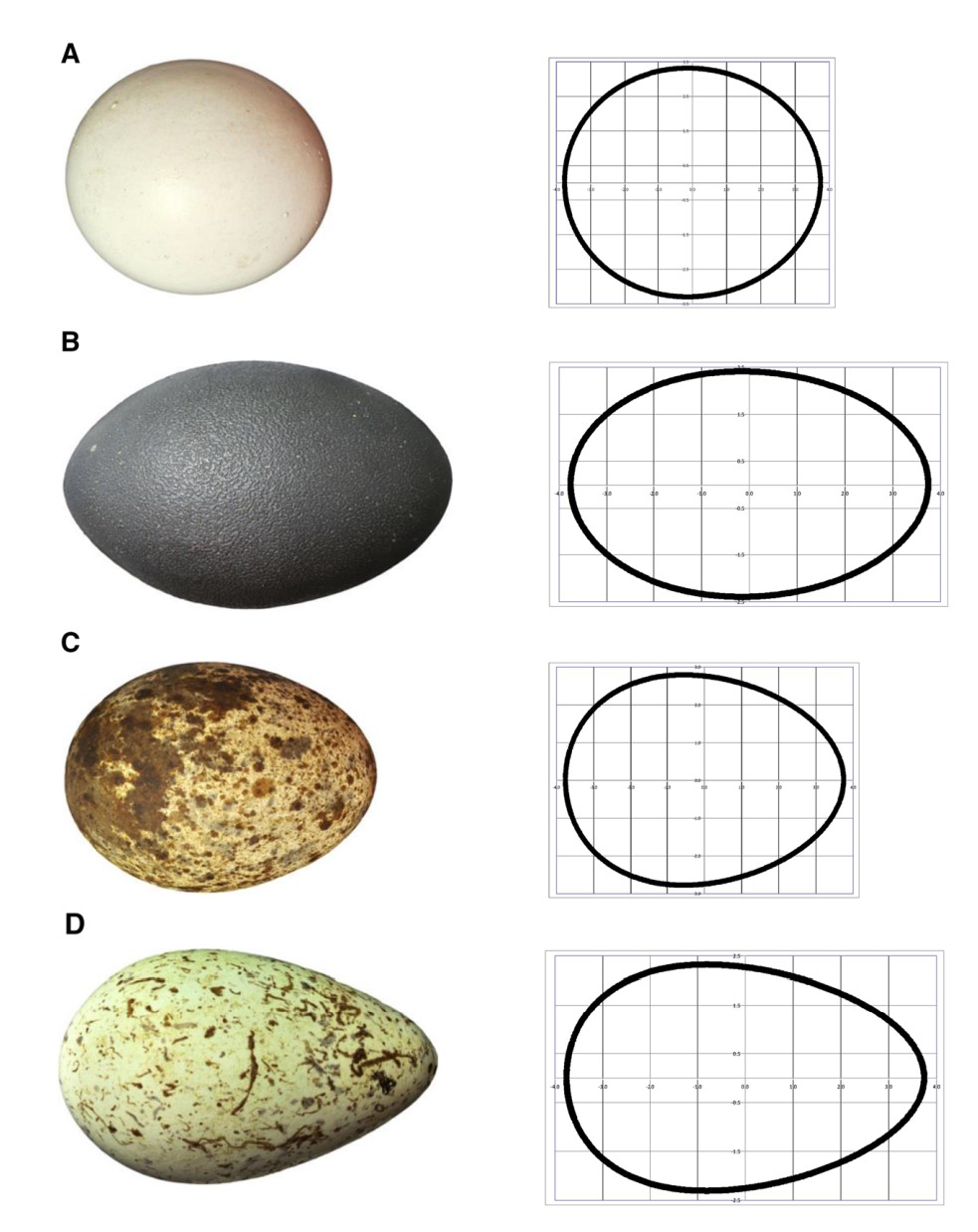 A figure depicting four eggs of different shapes: circle, ellipse, oval, and pyriform