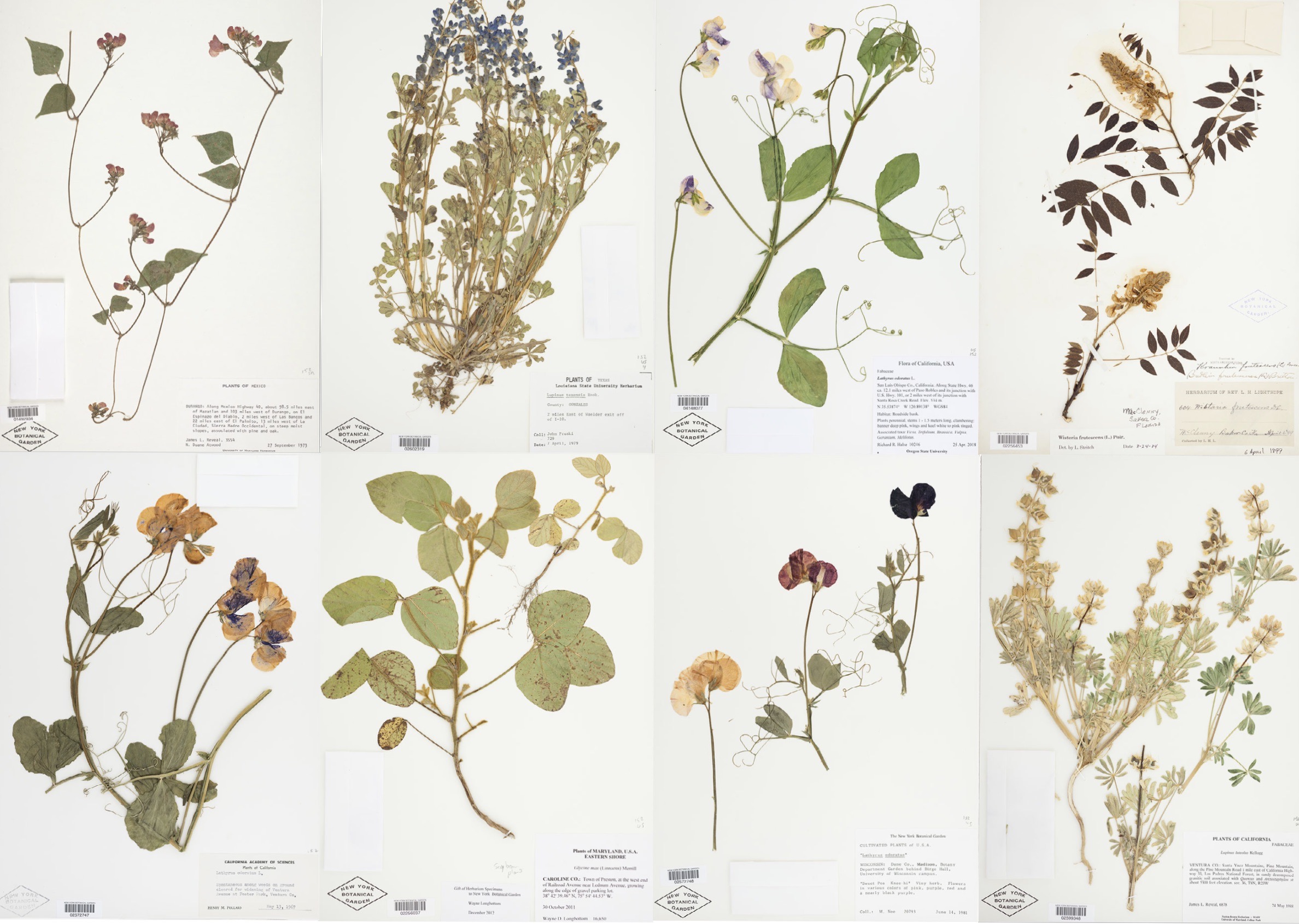 Eight dried plant specimens from the NYBG Herbarium, laid out in a grid