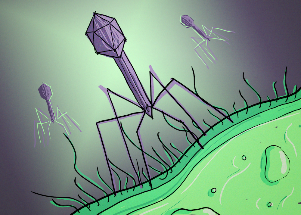 Illustration of three phages descending upon a single bacterium.
