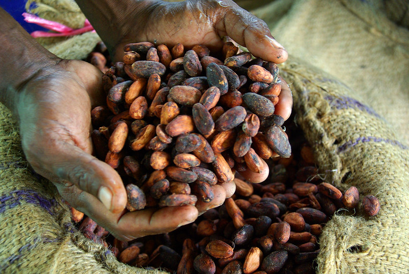 Cocoa farmer holds dried cocoa beans
