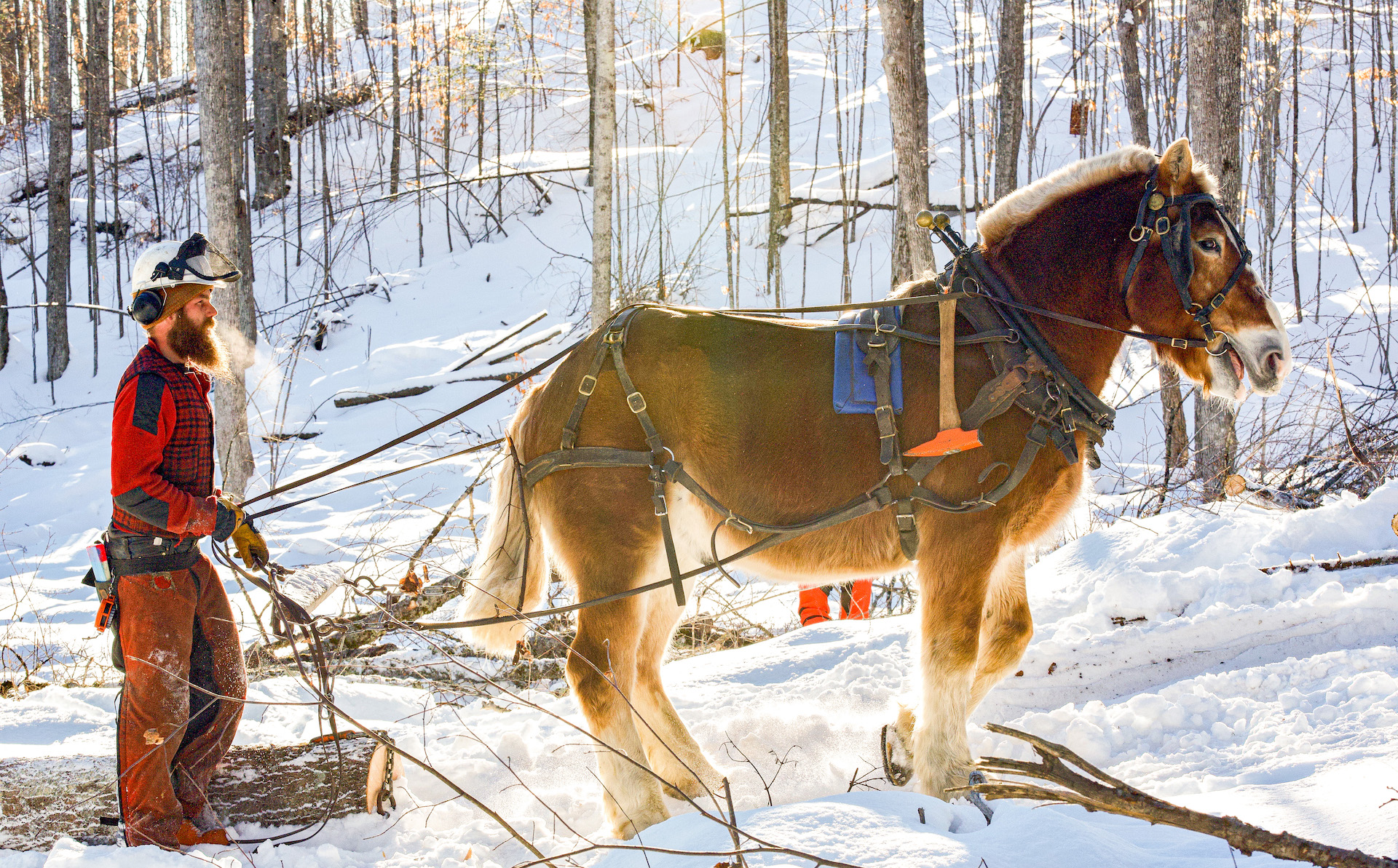 A man logging trees with his draft horse in the woods in snow =