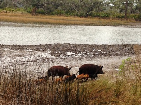 A family of feral hogs scampers on the edge of a salt marsh in coastal Georgia where they trample cordgrass in pursuit of ribbed mussels.