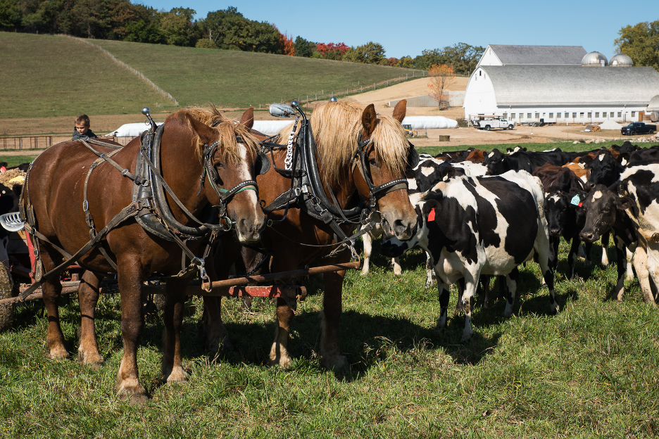 Two draft horses standing on grass in front of a pack of cows