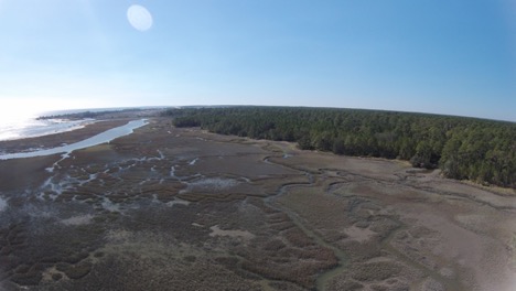 An aerial image shot using a drone that shows the trampled paths through cordgrass that feral hogs leave in Kenan Marsh on Sapelo Island, Georgia.