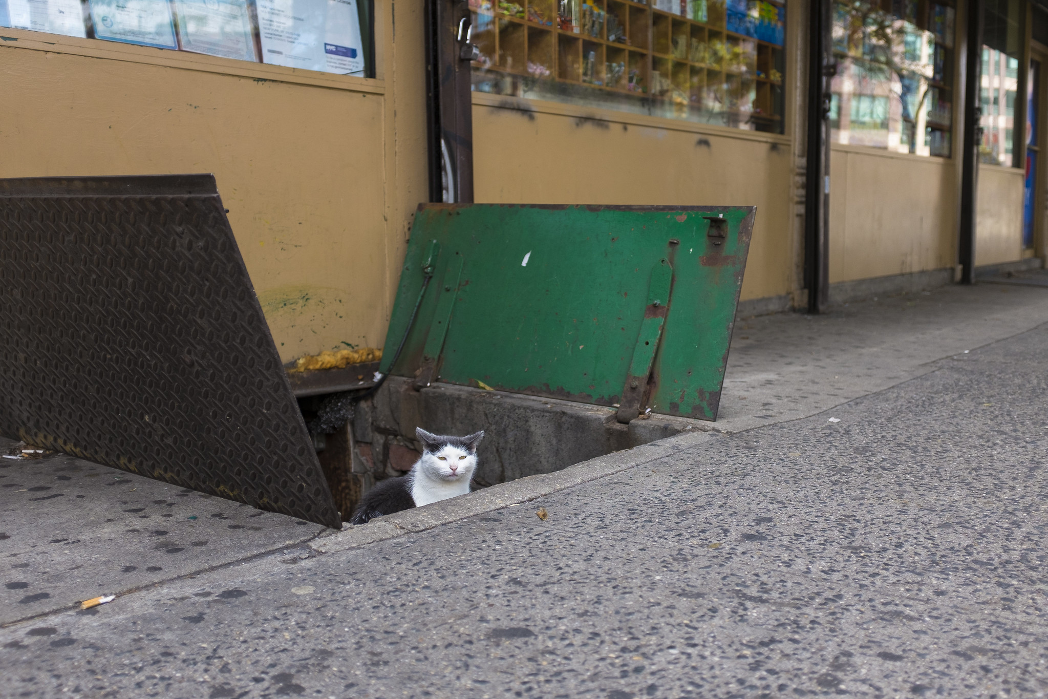 A disgruntled cat peaks out from an open cellar door on a NYC sidewalk.