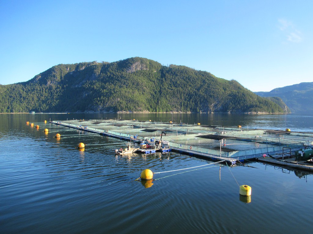 Floating walkways and nets make up the fish farm in the Pacific Ocean.