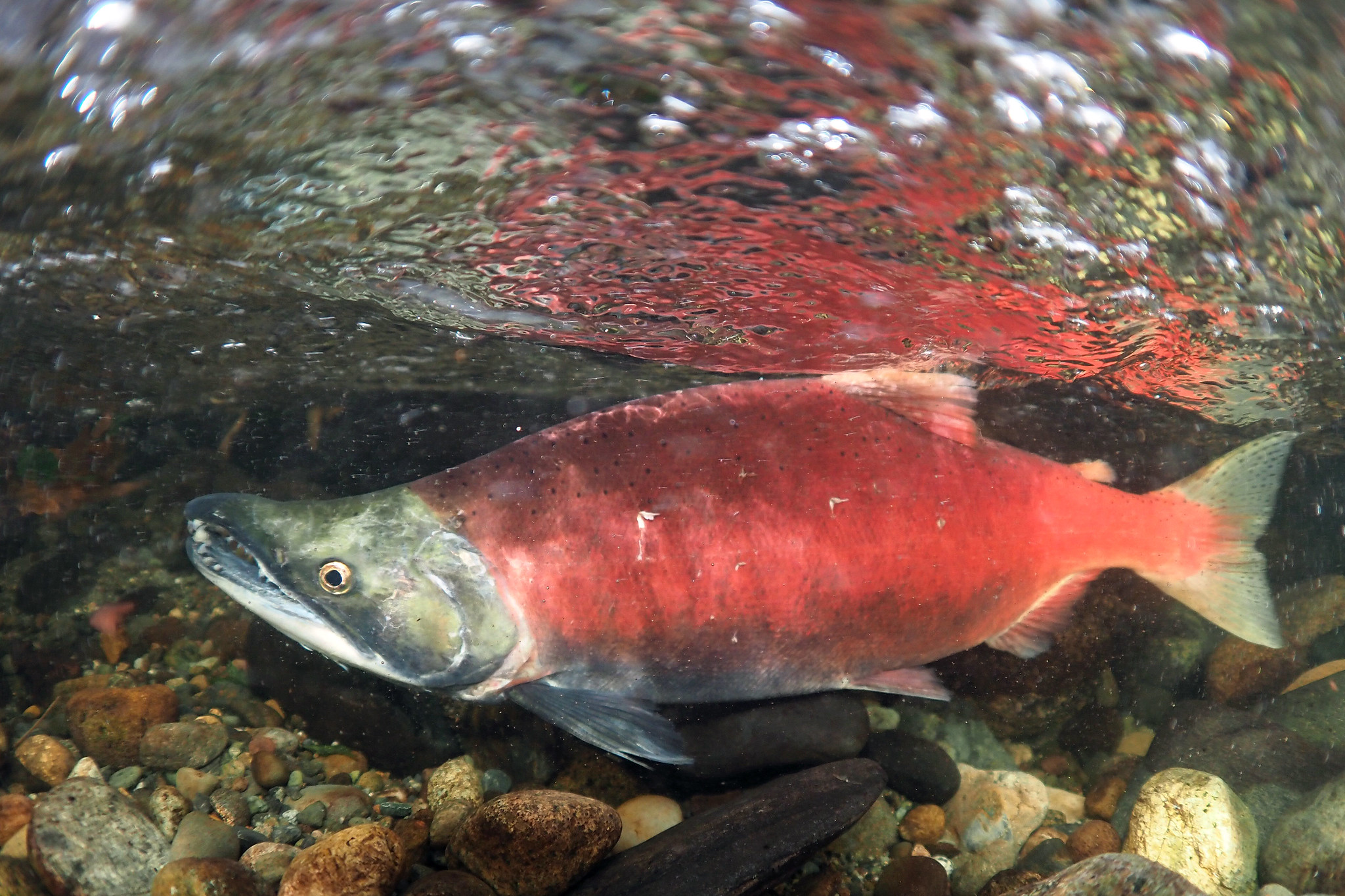 Bright red kokanee salmon swims in shallow water