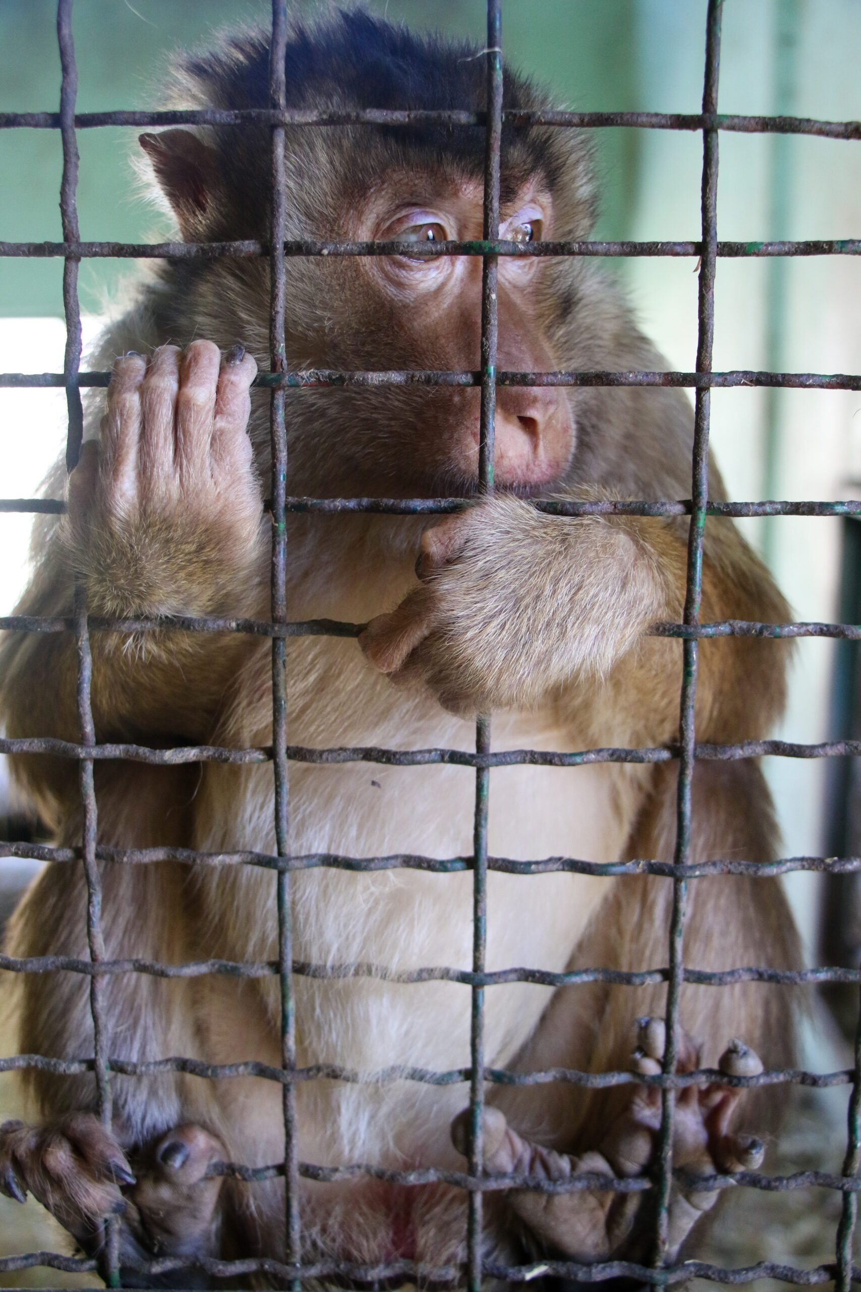 A monkey behind a cage