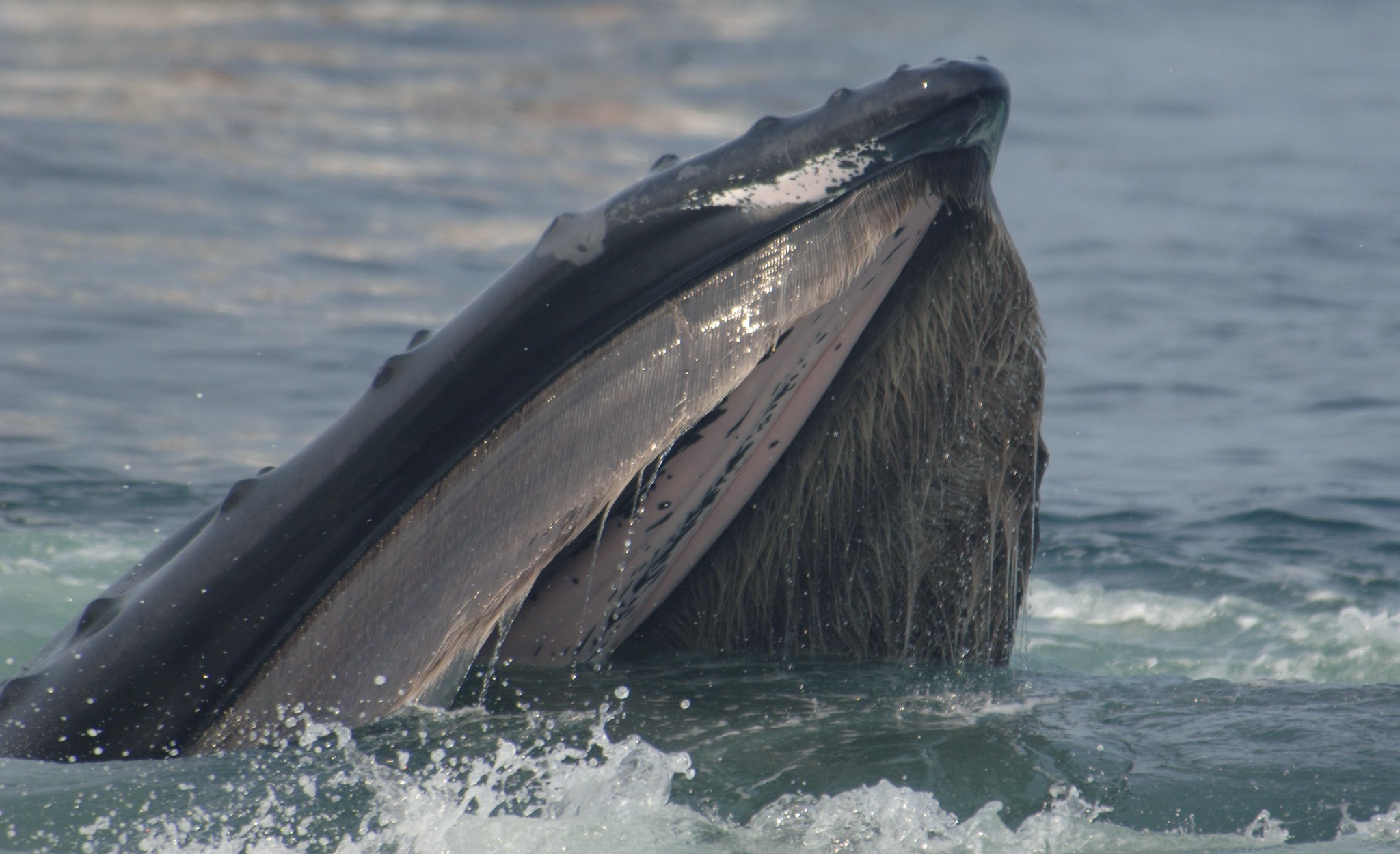 A humpback whale breaches the surface of the ocean and flashes its baleen, which it uses to sieve krill out of gulps of seawater.