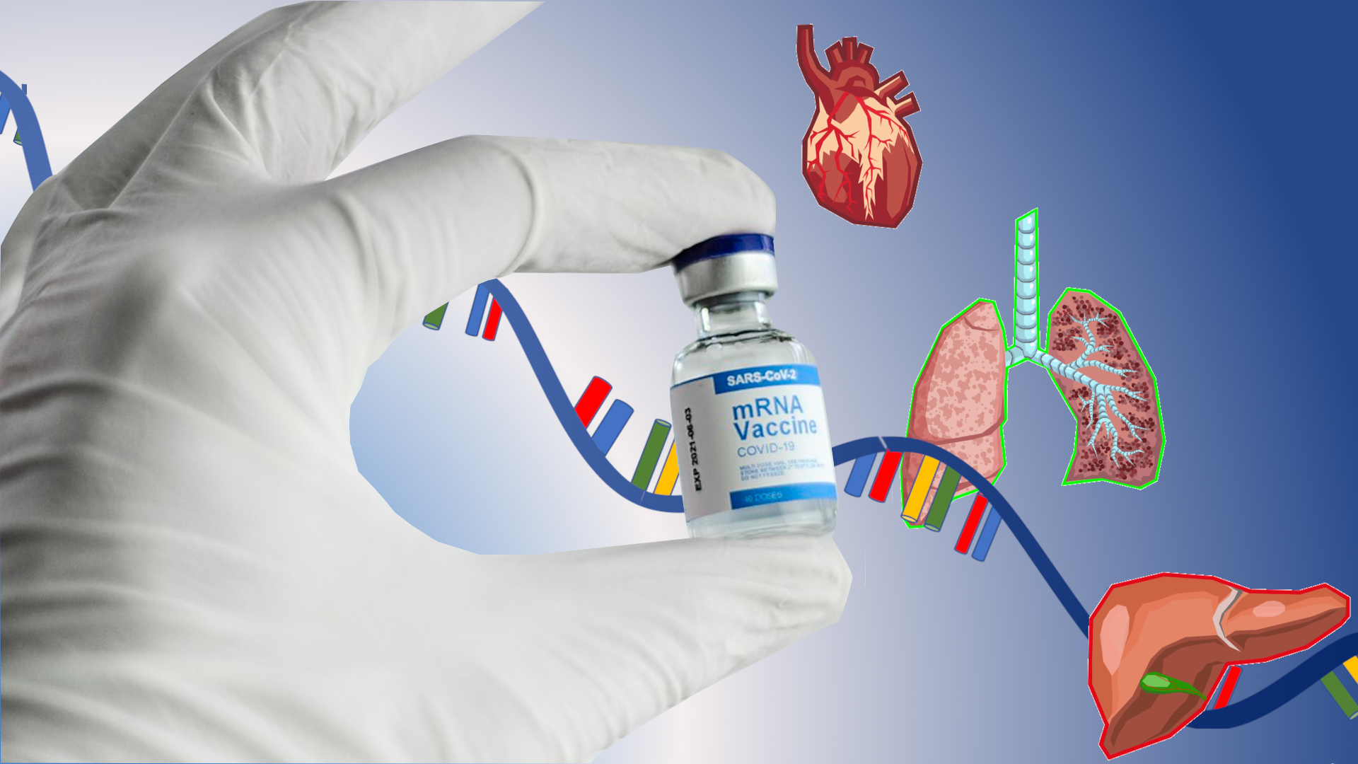 Gloved hand with vaccine has RNA and several organs - heart, lungs, and liver in background