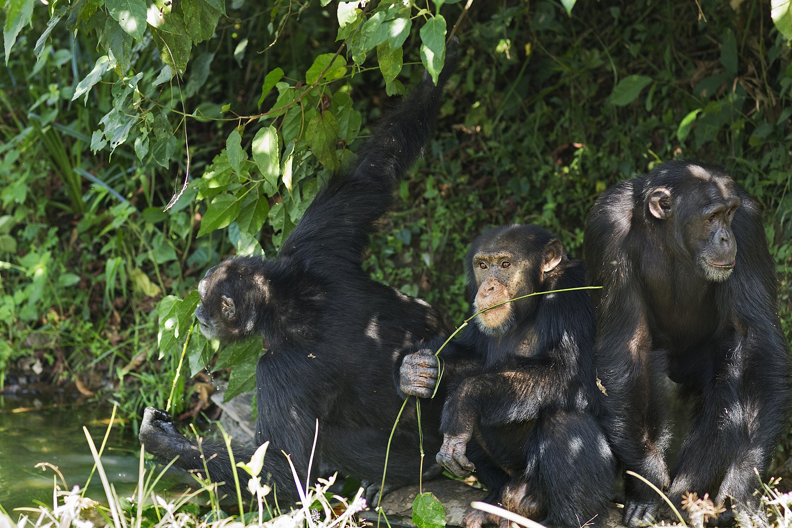 A Western chimp family in Bossou forest of Guinea