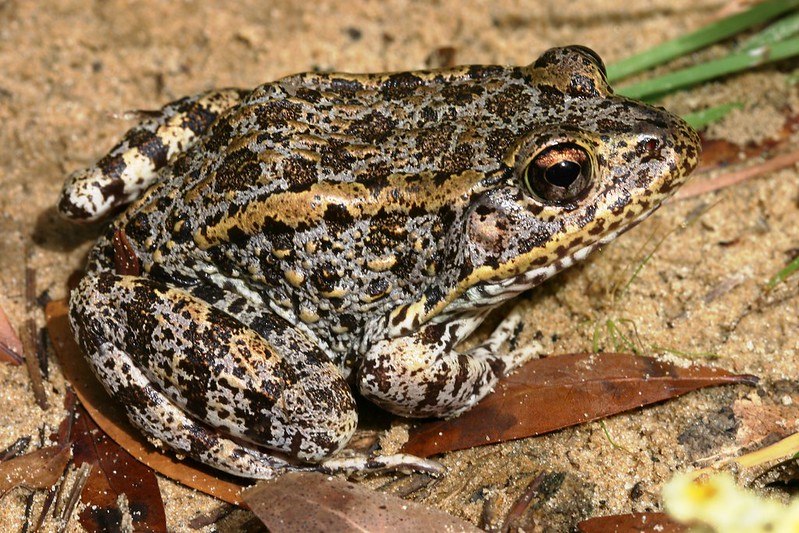 Gopher frog squats on ground with golden and brown spots