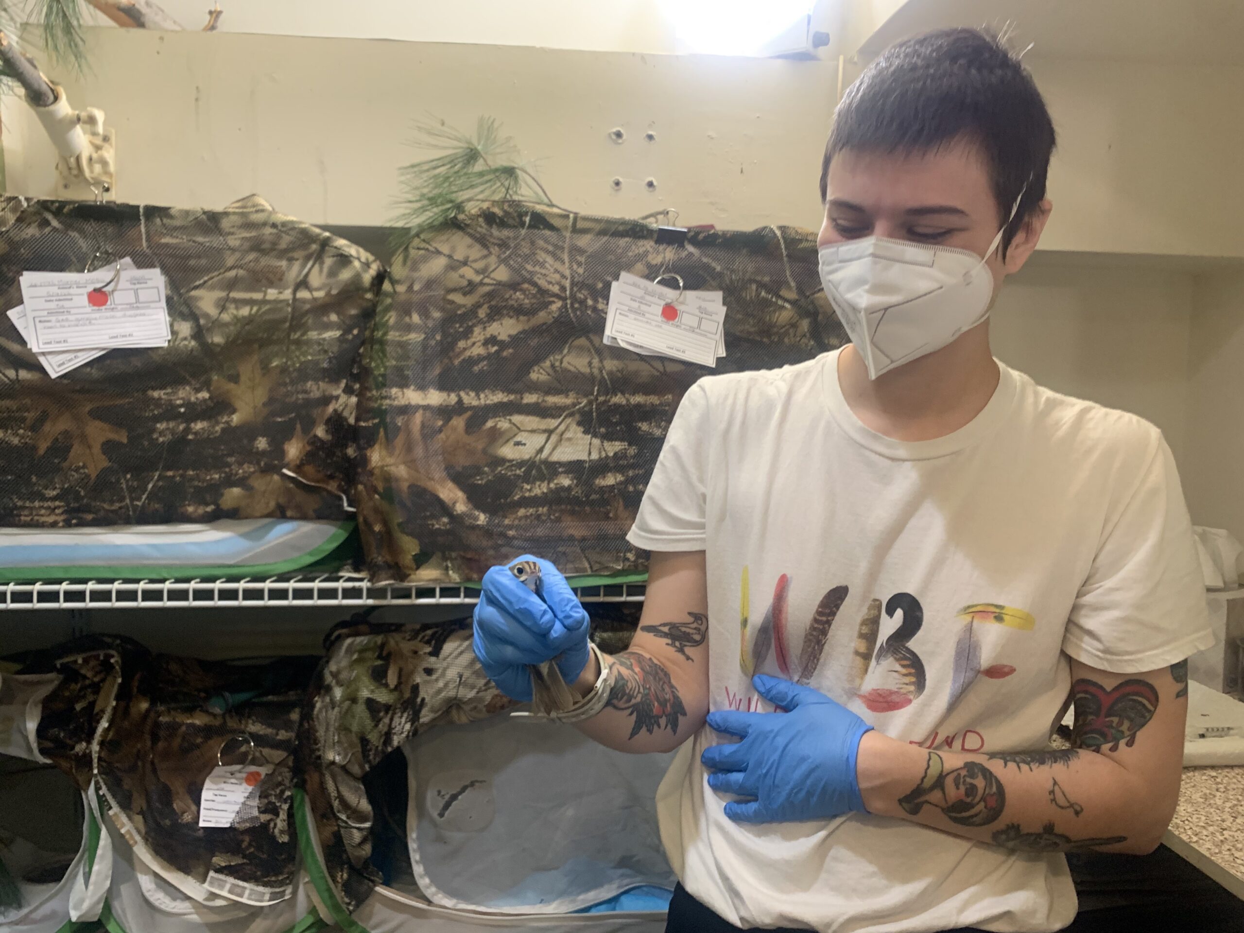 Wildlife rehabilitator Tristan Higginbotham holds a small ovenbird