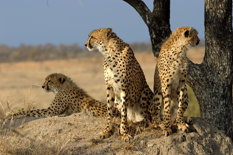 An African cheetah