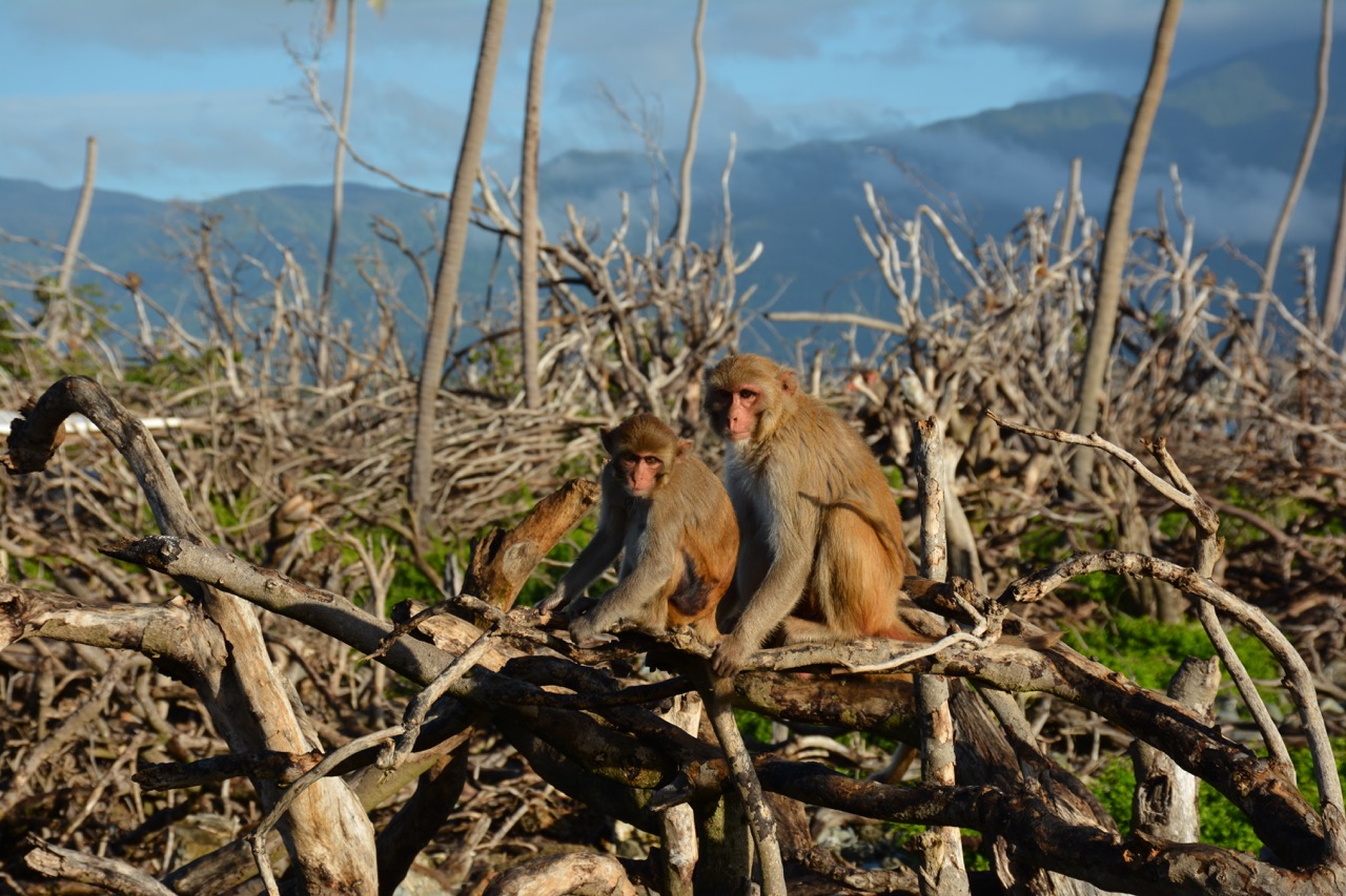 Two macaques huddle on a pile of downed trees on Cayo Santiago, after Hurricane Maria.