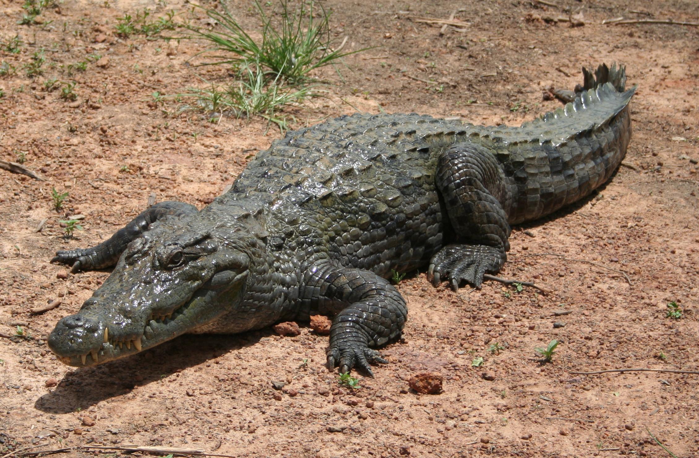A dark green scaled crocodile lies on dry ground.