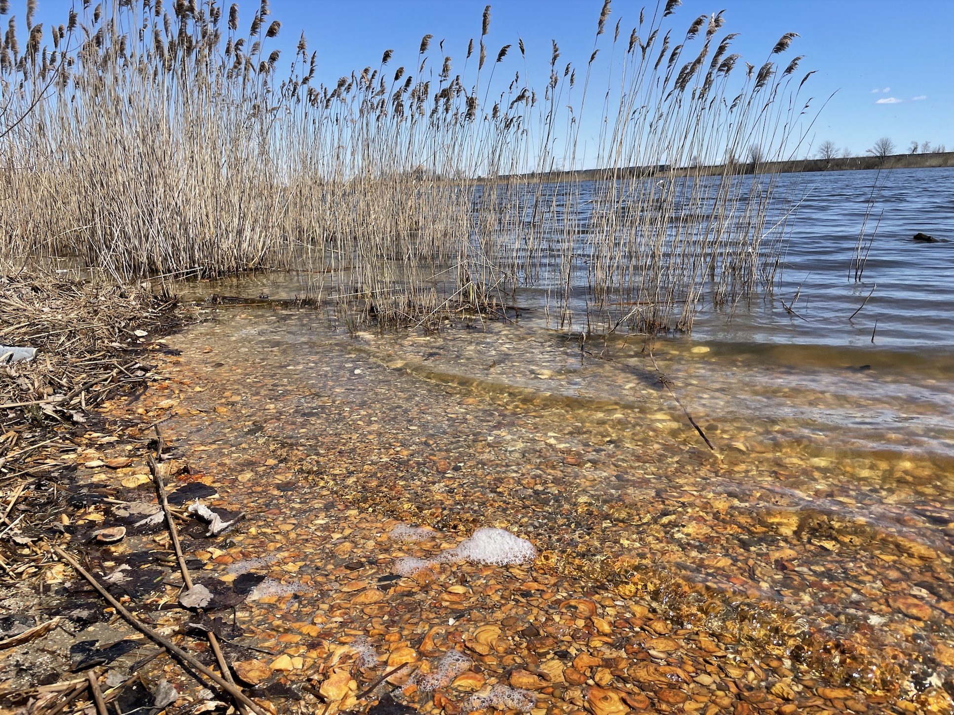 A shoreline of empty mollusk shells descends into a pond. Grass in the background also extends into the pond.
