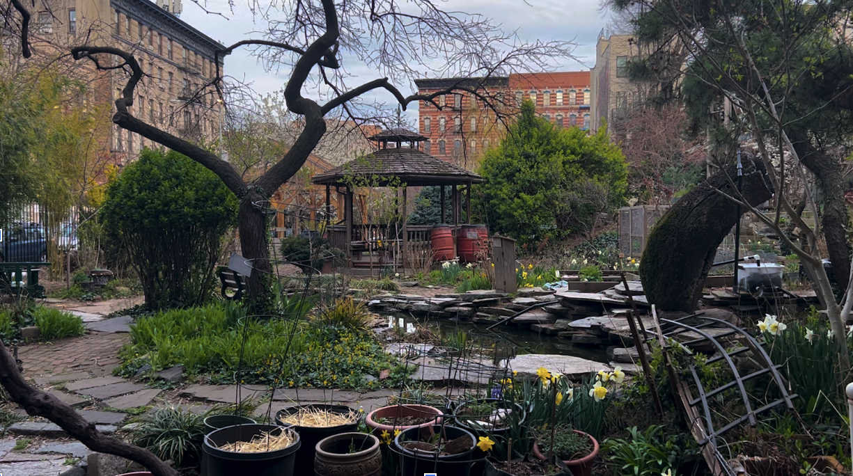 A wide image photograph of la plaza cultural, where you can see a scraggly tree arched over the koi pond, with a gazebo in the distance and the city peaking out from behind the foliage.