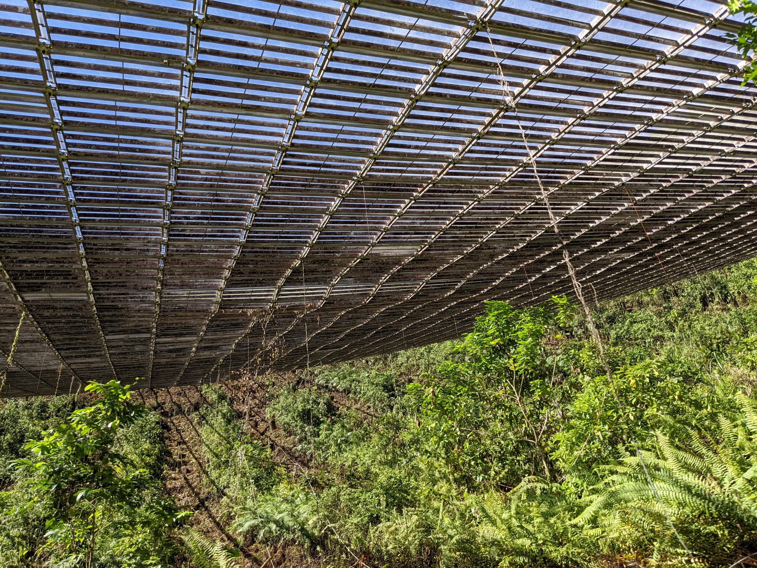 A view of the Arecibo Telescope's dish from underneath. Light shines through the perforated aluminum panels, and dense foliage grows underneath