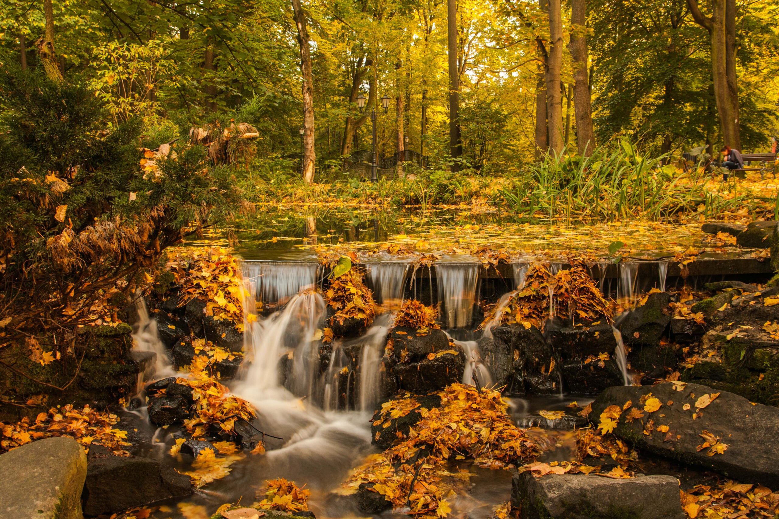 A river runs through a forest of trees. Water flows over a small barrier in the foreground, and continues on through rocks covered in fall leaves.