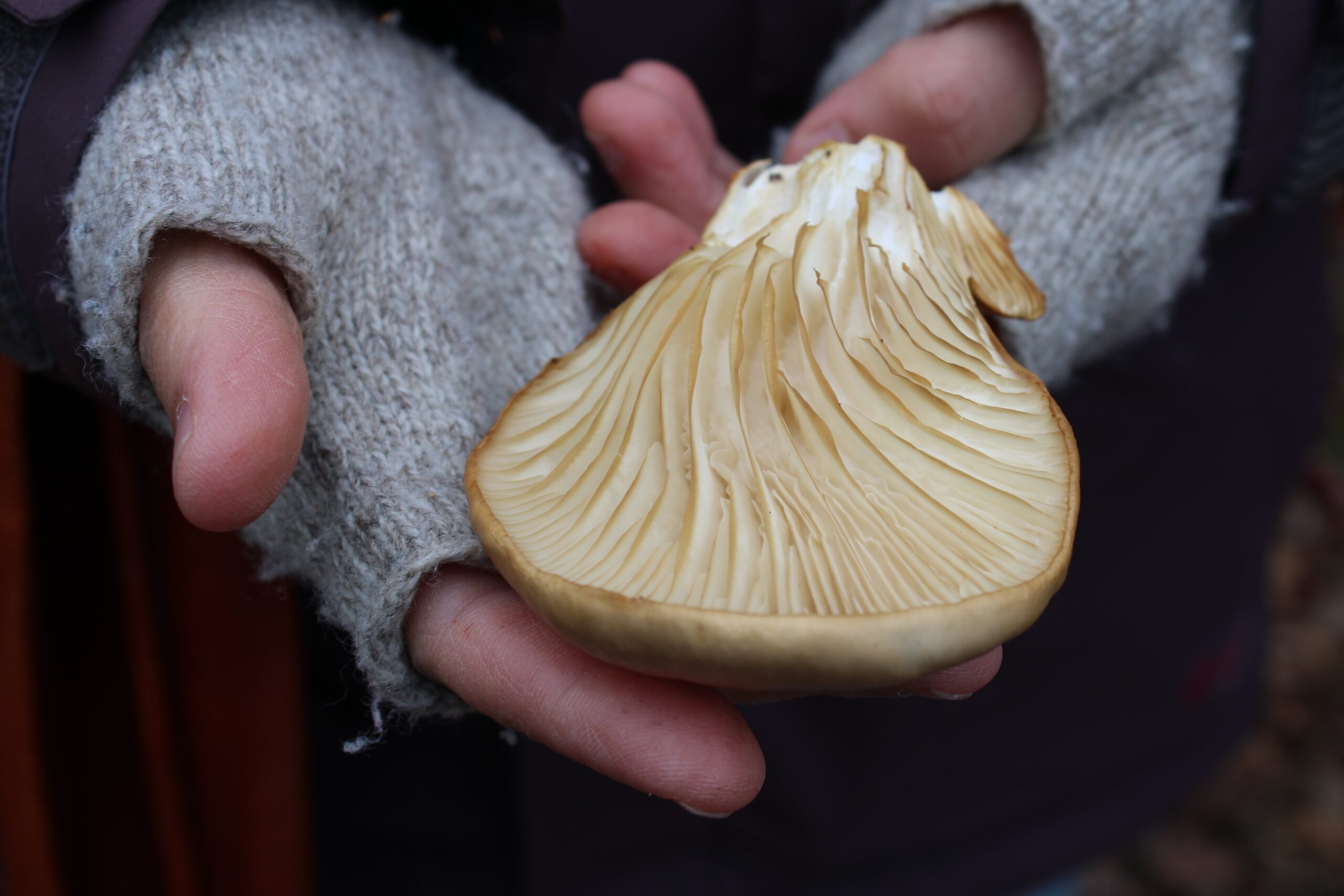 Two hands with grey fingerless gloves hold up the ridged underside of a white oyster mushroom