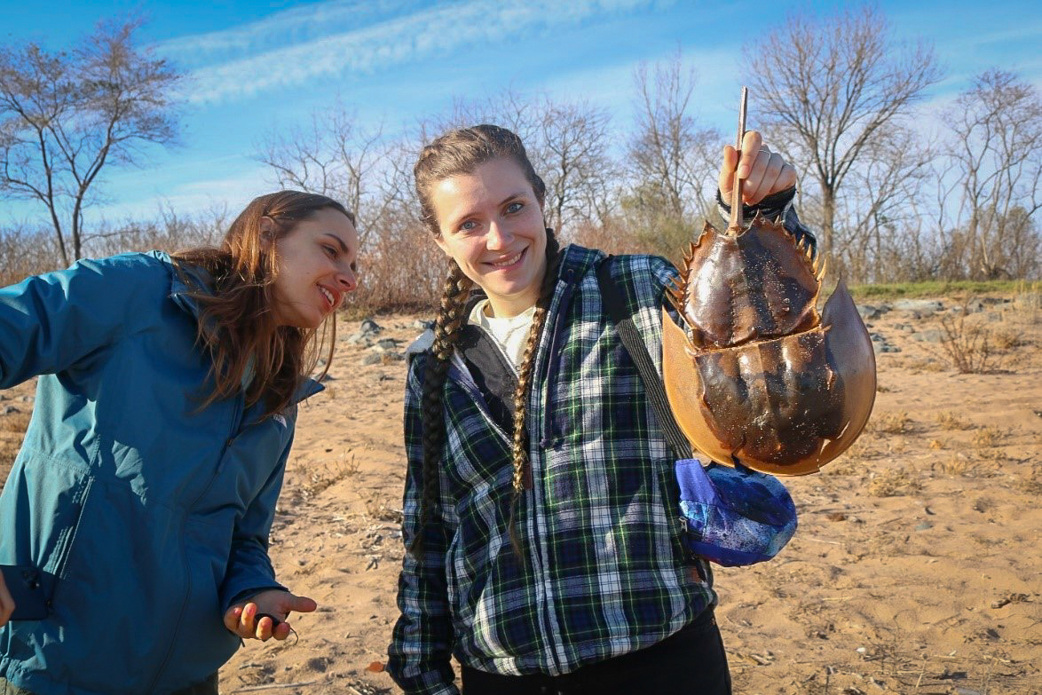 Lydia Paradiso holds up a dead horseshoe crab by its tail. Tohmi Barrett peers at it from the side. 