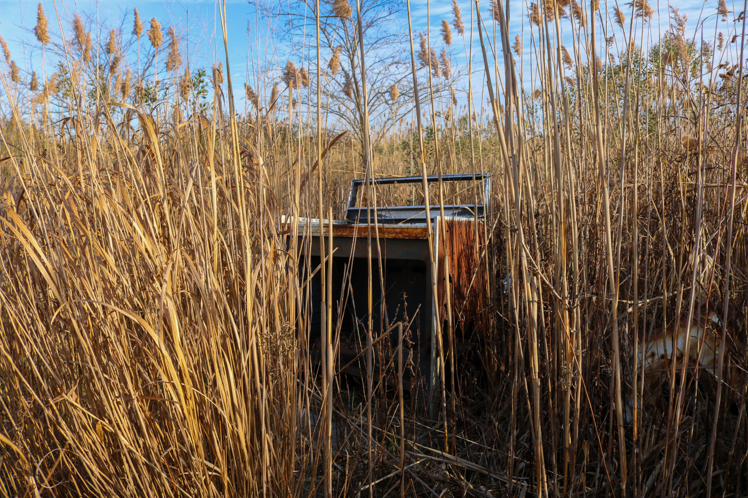 An abandoned appliance--a washing machine, dishwasher or a stove, most likely--sits in the middle of overgrown phragmite. 