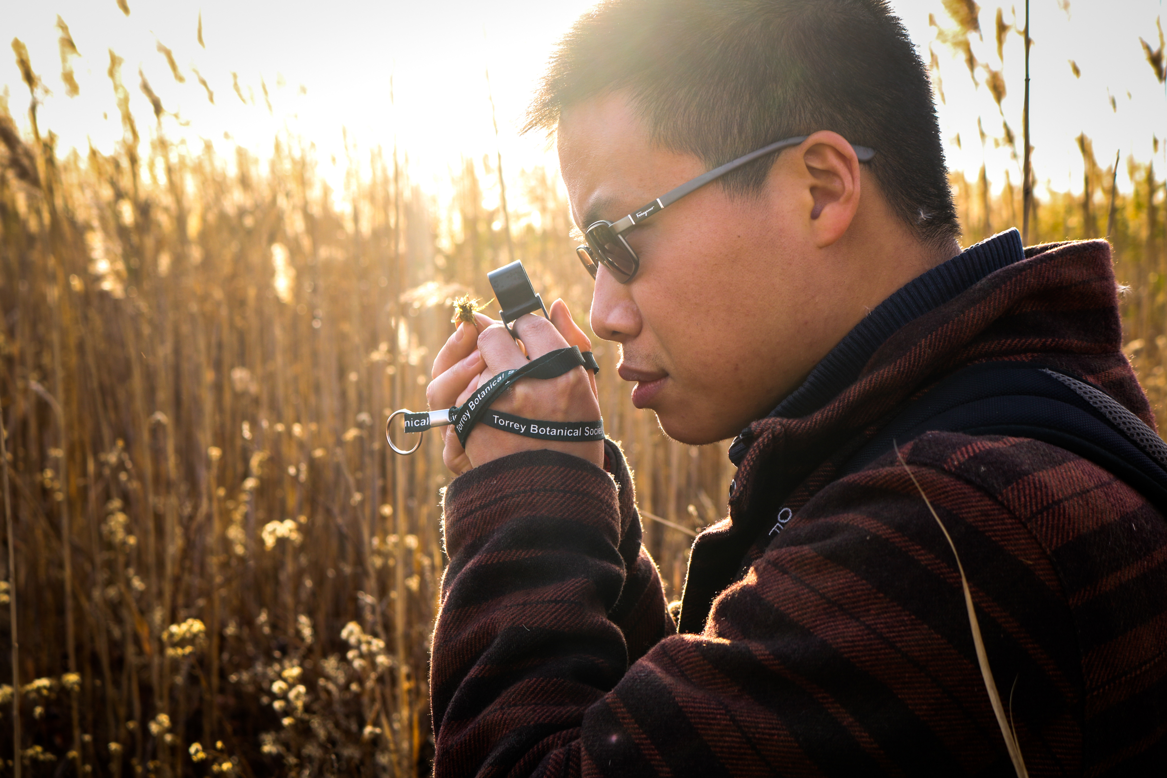 A botanist peers through a tiny magnifying glass to observe a small piece of moss. He is surrounded by tall phragmites, a type of invasive plant.