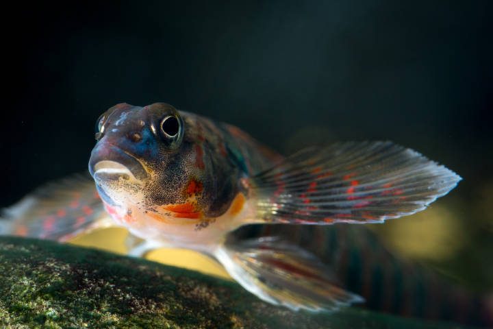 An endangered blue and red striped candy darter in a river.