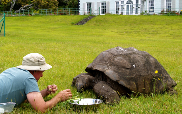 Joe Hollins lying down in grass facing Jonathan the giant tortoise to feed him from a metal bowl with white building in background