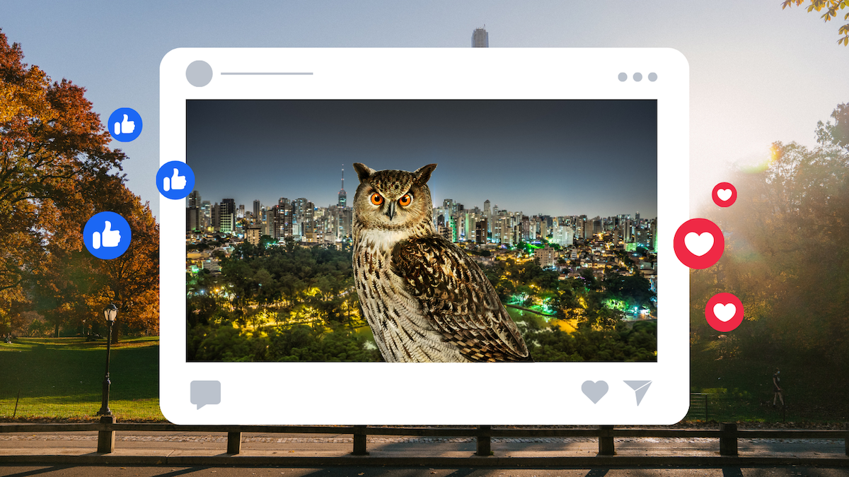 An illustration of an owl as a popular social media post