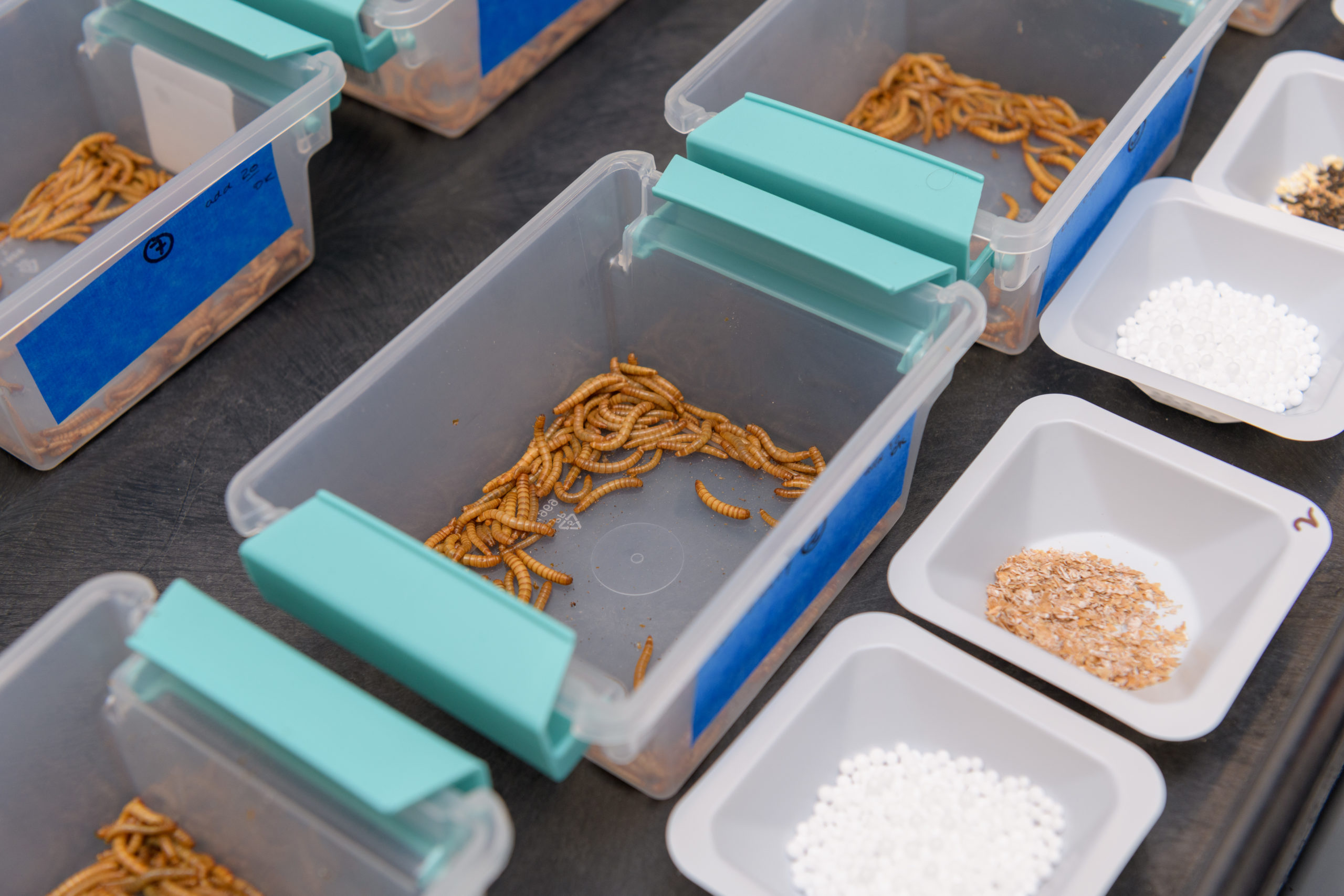 Yellow mealworms, the larvae of the yellow mealworm beetle, sit in clear plastic bins across from containers of small white plastic beads.