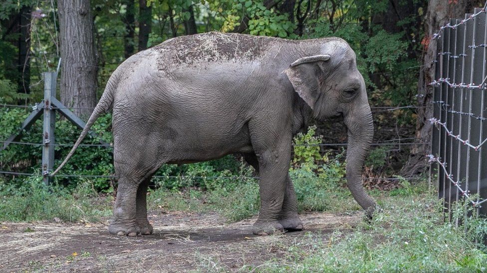 An elephant named Happy stands upright looking at the cage enclosing her