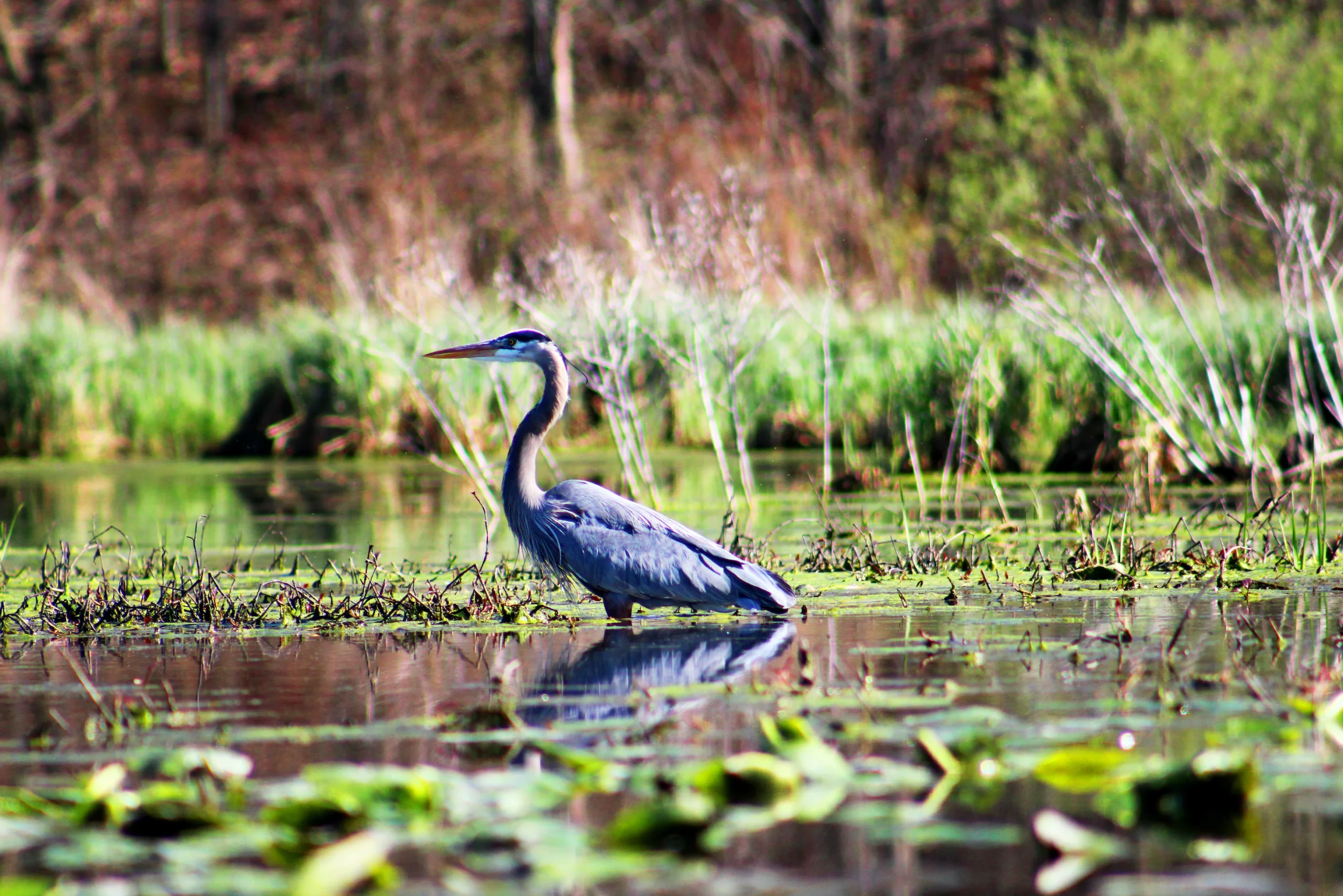 A great blue heron standing in body of water and tall grasses