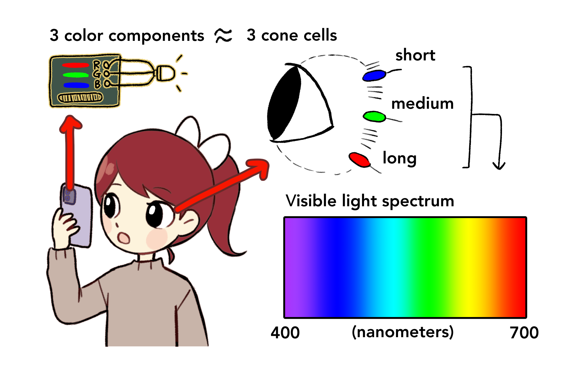 Diagram showing the similarities between the human eye and the computer