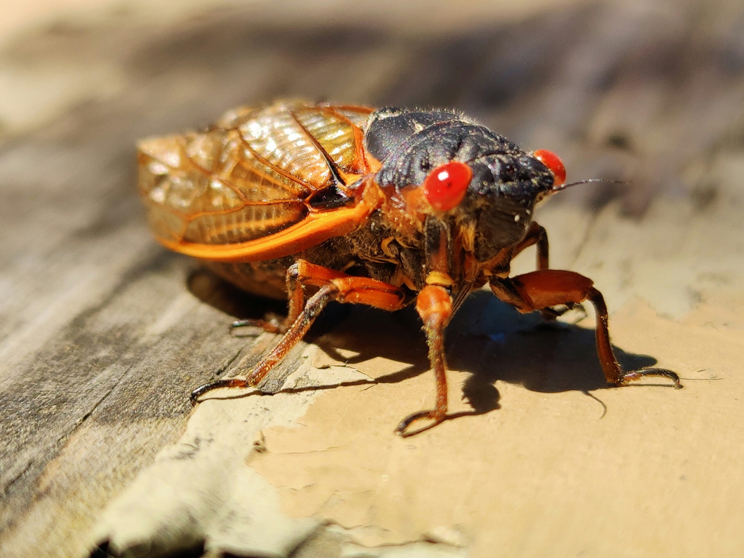 A close up image of a cicada