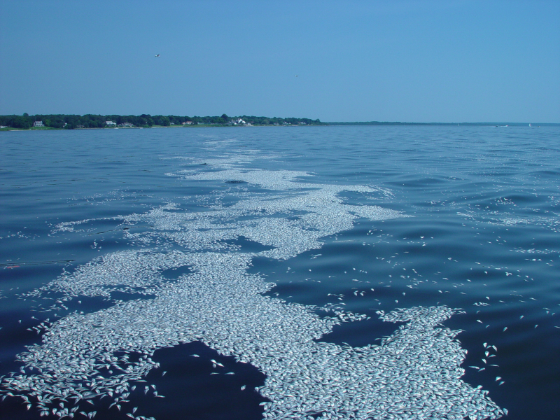 Dead fish float on a body of water after dying from lack of oxygen