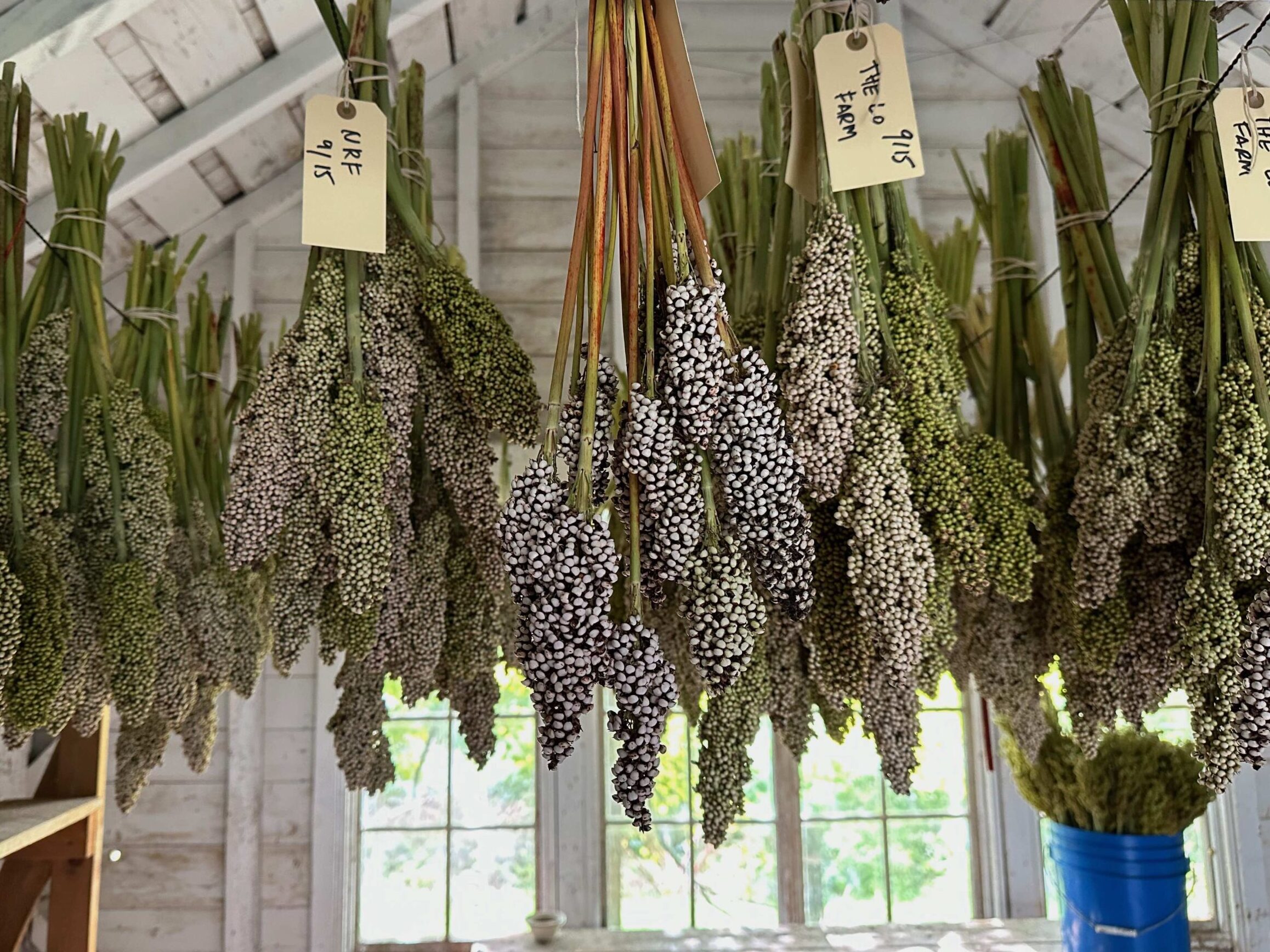 Bushels of sorghum hang to dry.