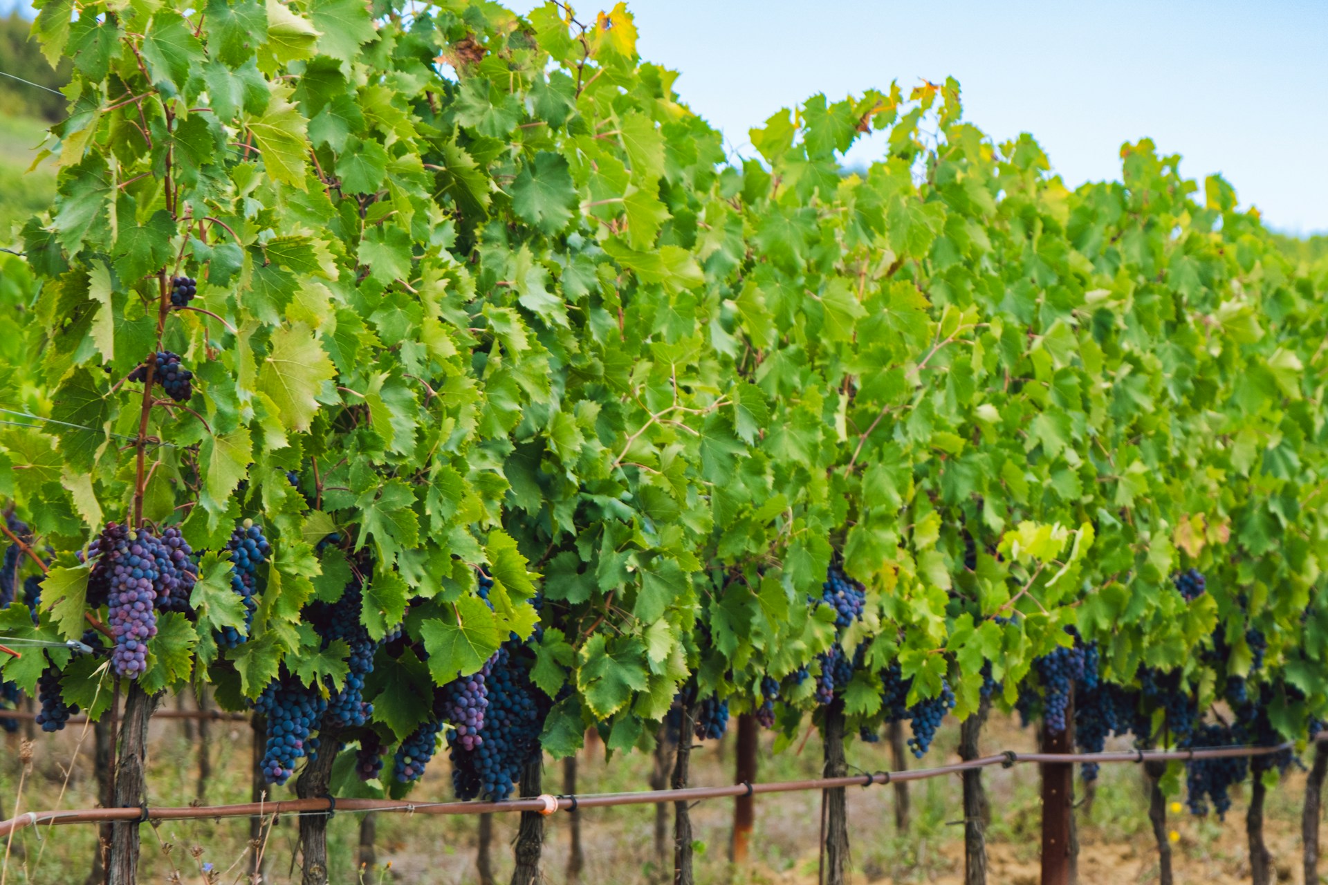 Bunches of Sangiovese grapes ripening on the vine near the Medieval and Renaissance town of Montepulciano in Italy