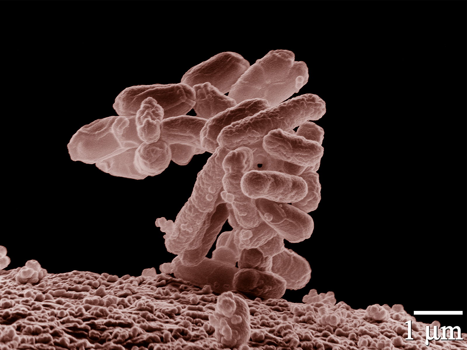 Image for Bacteria can now do complex math